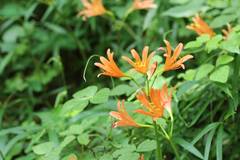 Lycoris sanguinea