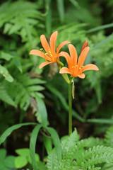 Lycoris sanguinea