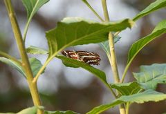 Neptis hylas luculenta