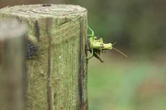 Parapodisma setouchiensis