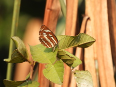 Neptis hylas luculenta