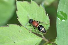 Bischoffitilla pungens