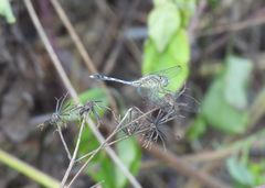 Diplacodes trivialis