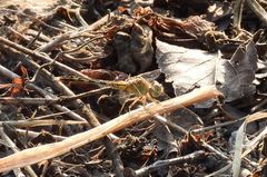 Diplacodes trivialis