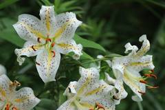 Lilium auratum