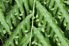 Woodwardia orientalis