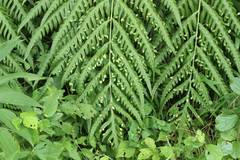 Woodwardia orientalis