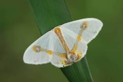 Macrocilix mysticata