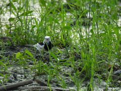 Motacilla alba