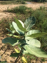 Calotropis