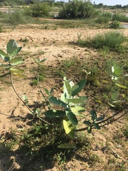 Calotropis