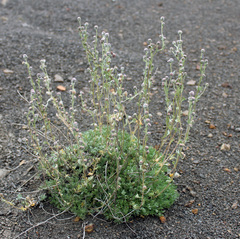 Artemisia alpina
