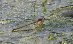 Pseudagrion pilidorsum