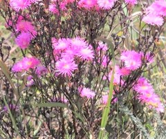 Lampranthus mutans