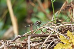 Orthetrum sabina