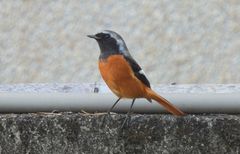 Phoenicurus auroreus