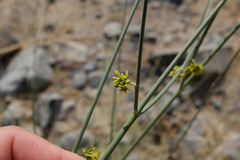 Leptadenia pyrotechnica