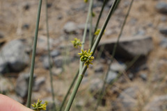 Leptadenia pyrotechnica