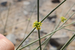 Leptadenia pyrotechnica