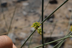 Leptadenia pyrotechnica