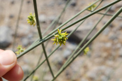 Leptadenia pyrotechnica