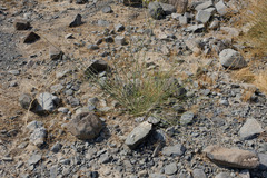Leptadenia pyrotechnica