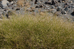 Convolvulus virgatus