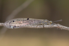 Bandidus canifrons