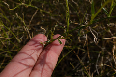 Convolvulus virgatus