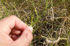 Convolvulus virgatus