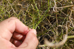 Convolvulus virgatus