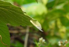 Apochrysa matsumurae