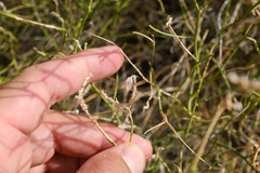 Convolvulus virgatus