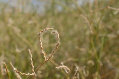 Convolvulus virgatus
