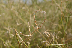Convolvulus virgatus