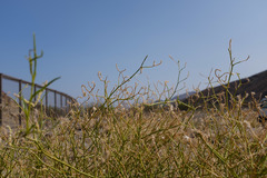 Convolvulus virgatus