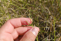 Convolvulus virgatus
