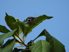 Neptis hylas luculenta
