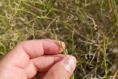 Convolvulus virgatus