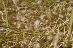 Convolvulus virgatus