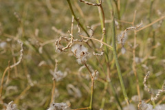 Convolvulus virgatus