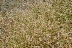 Convolvulus virgatus