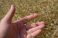 Convolvulus virgatus