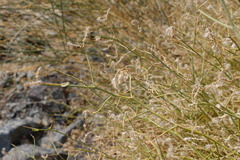 Convolvulus virgatus