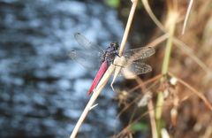 Orthetrum pruinosum neglectum