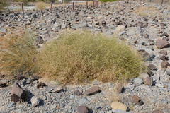 Convolvulus virgatus