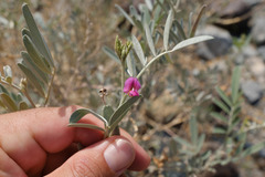 Tephrosia apollinea