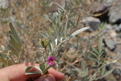 Tephrosia apollinea