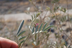 Tephrosia apollinea