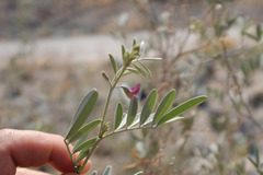 Tephrosia apollinea